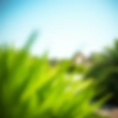 Lush Greenery at Al Barari Park Lush greenery of Al Barari Park showcasing diverse plant life