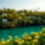 Serenity of Dubai's Mangrove Beach A panoramic view of the mangrove beach in Dubai, showcasing its lush greenery and serene waters